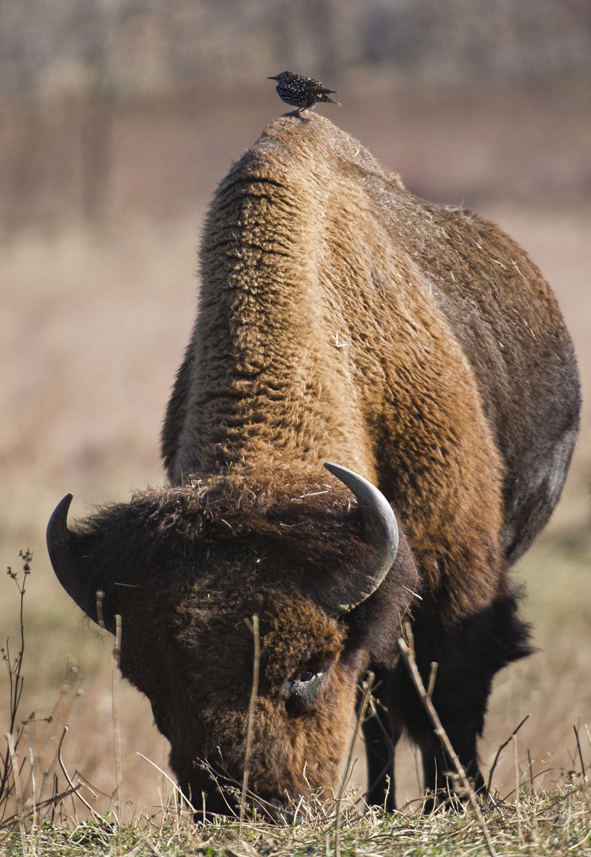 37 Objects Bison